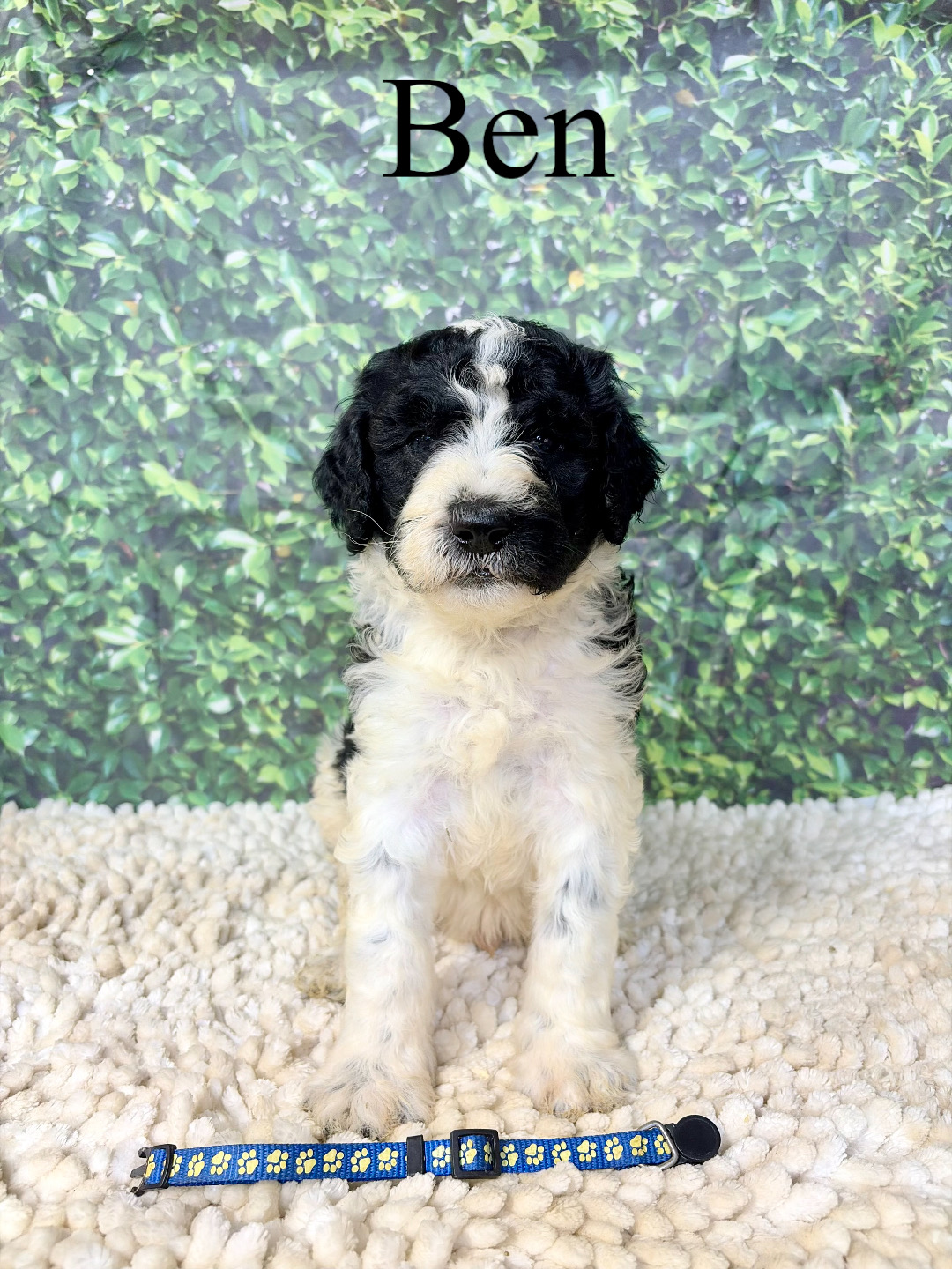 Ben (Blue) 1